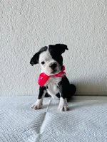 Girl 2 , a female Boston Terrier for sale in San Antonio, TX – 7 of 9