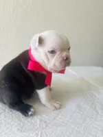 Girl 1, a female Boston Terrier for sale in San Antonio, TX – 5 of 6