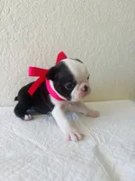 Girl 3 , a female Boston Terrier for sale in San Antonio, TX – 3 of 9