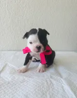 Girl 2 , a female Boston Terrier for sale in San Antonio, TX – 2 of 6