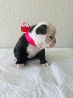 Girl 4 , a female Boston Terrier for sale in San Antonio, TX – 8 of 9