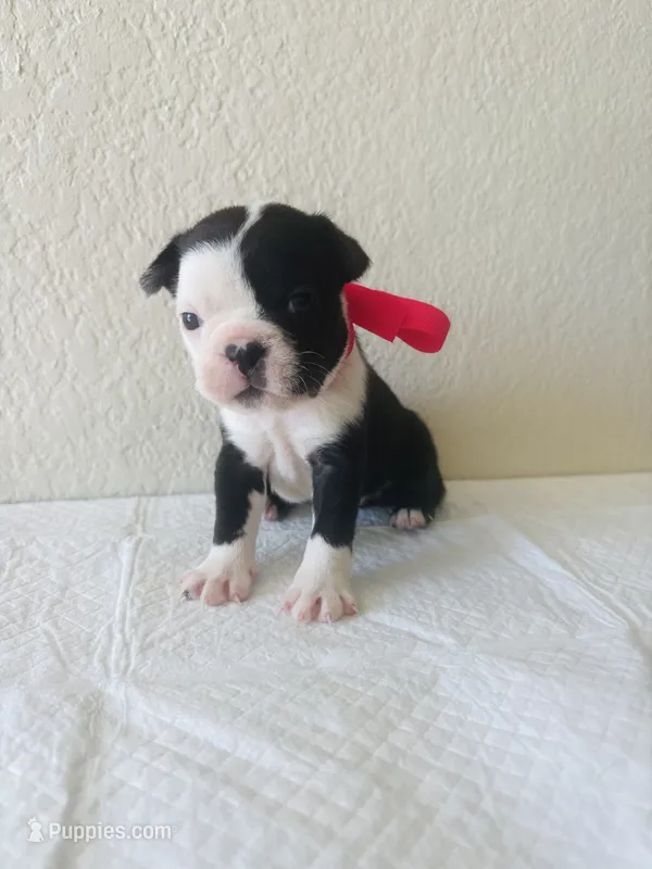 Girl 2  – Boston Terrier puppy for sale in San Antonio, TX