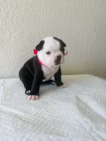 Girl 4 , a female Boston Terrier for sale in San Antonio, TX – 5 of 9