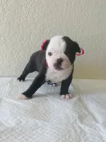 Girl 4 , a female Boston Terrier for sale in San Antonio, TX – 4 of 9