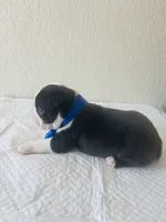 Boy 1, a male Boston Terrier for sale in San Antonio, TX – 4 of 4