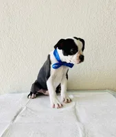Boy 1, a male Boston Terrier for sale in San Antonio, TX – 2 of 9