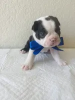 Boy 1, a male Boston Terrier for sale in San Antonio, TX – 2 of 4