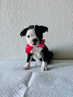 Girl 2 , a female Boston Terrier for sale in San Antonio, TX – 5 of 9