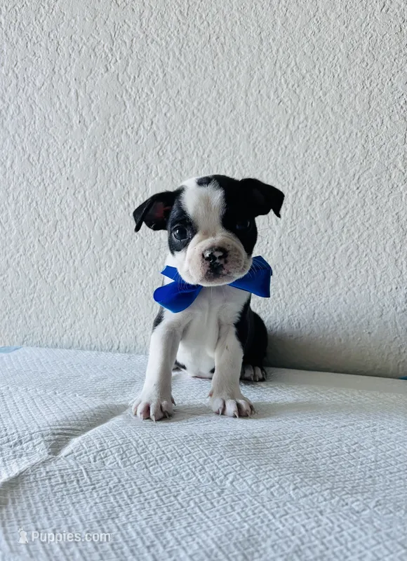 Boy 1 – Boston Terrier puppy for sale in San Antonio, TX