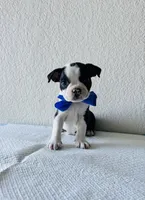 Boy 1, a male Boston Terrier for sale in San Antonio, TX – 4 of 9