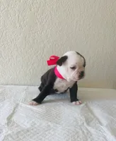 Girl 4 , a female Boston Terrier for sale in San Antonio, TX – 2 of 9