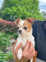 Snowball, a male Chihuahua for sale in Salisbury, PA – 5 of 5