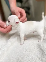 Snowball, a male Chihuahua for sale in Salisbury, PA – 2 of 5