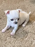 Snowball, a male Chihuahua for sale in Salisbury, PA – 1 of 5