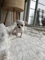Snowball, a male Chihuahua for sale in Salisbury, PA – 3 of 5