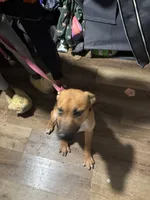 Simba , a male German Shepherd Dog and Siberian Husky for sale in Newark, NJ – 3 of 4