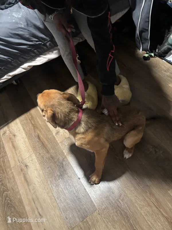 Simba  – German Shepherd Dog, Siberian Husky puppy for sale in Newark, NJ