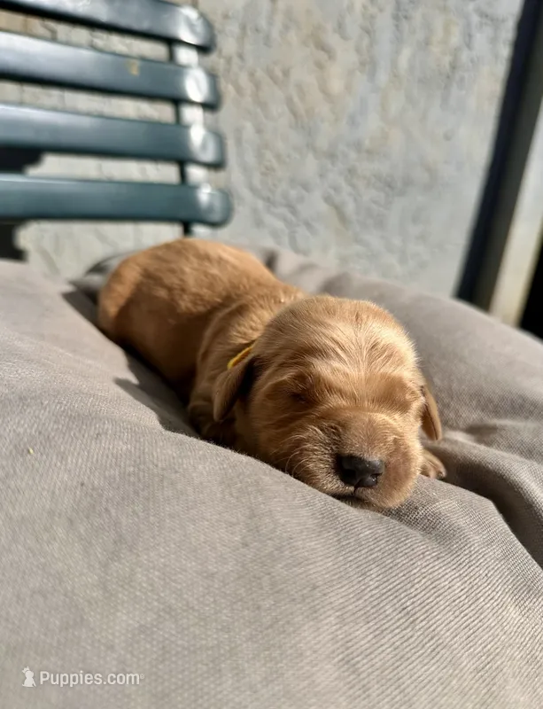 Yellow – Golden Retriever puppy for sale in Fairfield, CA