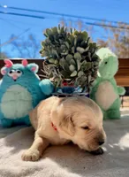 Black , a male Golden Retriever for sale in Fairfield, CA – 4 of 4