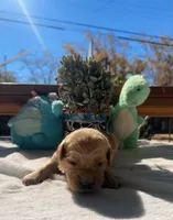 Orange, a female Golden Retriever for sale in Fairfield, CA – 2 of 4