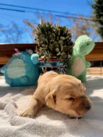 Green , a female Golden Retriever for sale in Fairfield, CA – 3 of 3