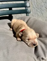 Red, a male Golden Retriever for sale in Fairfield, CA – 2 of 3