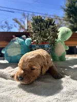Yellow , a female Golden Retriever for sale in Fairfield, CA – 3 of 3