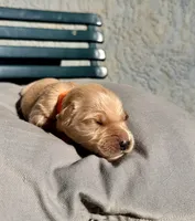 Orange, a female Golden Retriever for sale in Fairfield, CA – 3 of 3
