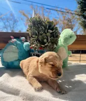 Orange, a female Golden Retriever for sale in Fairfield, CA – 3 of 4