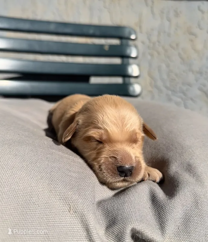 Orange – Golden Retriever puppy for sale in Fairfield, CA