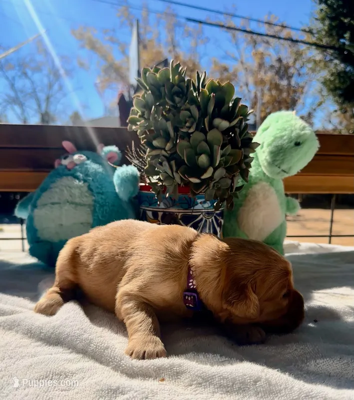 Purple  – Golden Retriever puppy for sale in Fairfield, CA