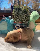 Pink, a female Golden Retriever for sale in Fairfield, CA – 2 of 3