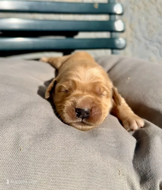 Pink – Golden Retriever puppy for sale in Fairfield, CA