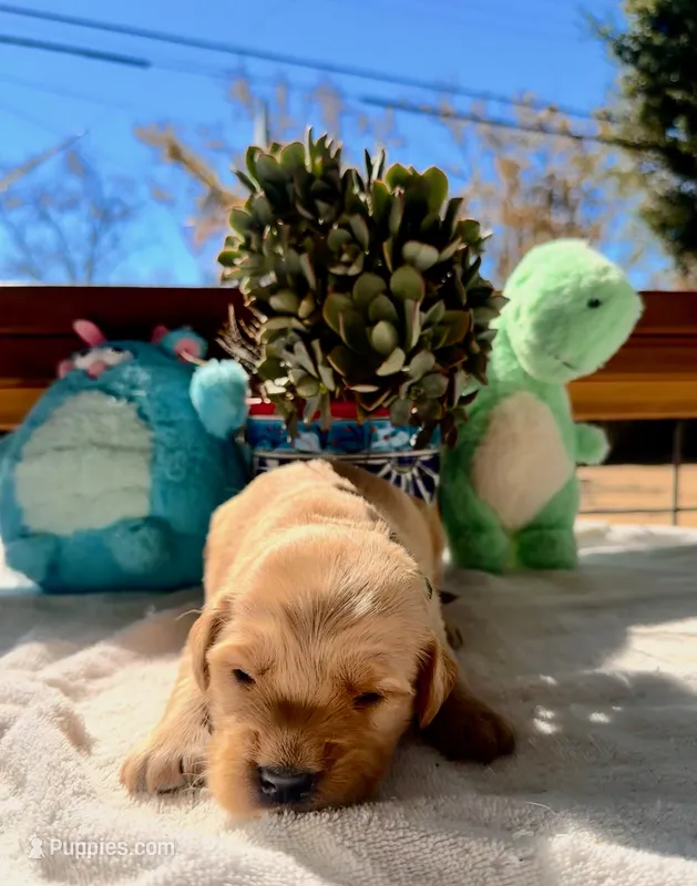 Green  – Golden Retriever puppy for sale in Fairfield, CA