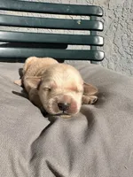 Red, a male Golden Retriever for sale in Fairfield, CA – 3 of 3