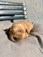Yellow, a female Golden Retriever for sale in Fairfield, CA – 3 of 3