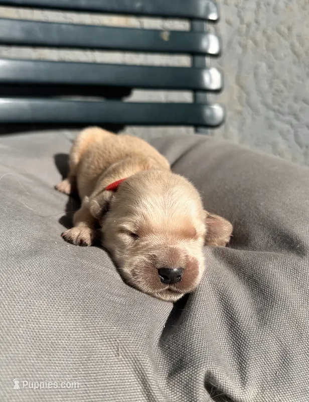 Red – Golden Retriever puppy for sale in Fairfield, CA