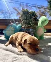 Purple , a female Golden Retriever for sale in Fairfield, CA – 2 of 3