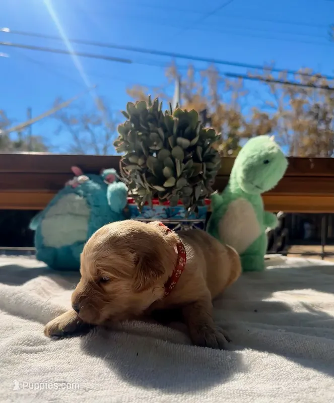 Orange – Golden Retriever puppy for sale in Fairfield, CA