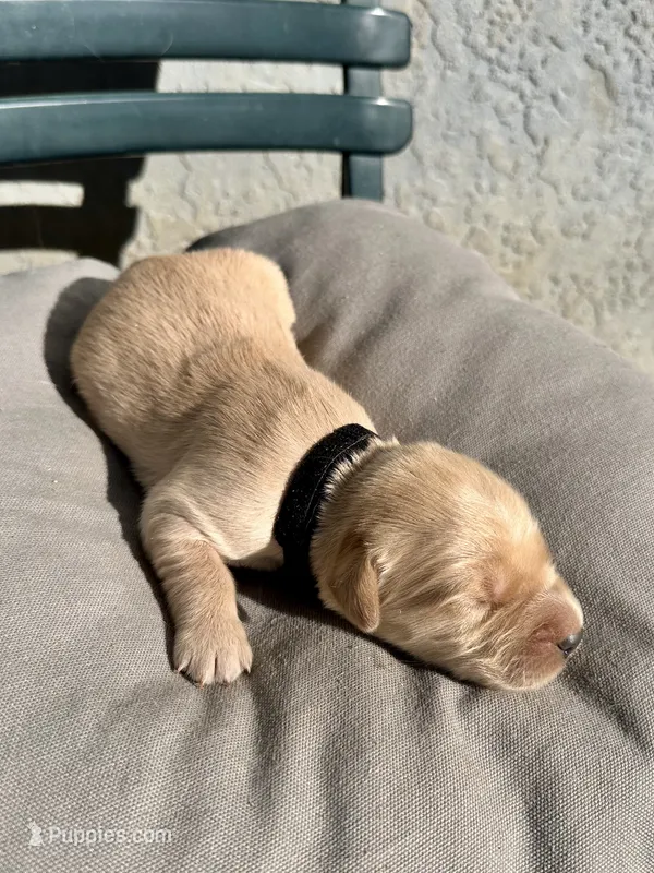 Black – Golden Retriever puppy for sale in Fairfield, CA