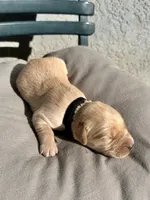 Black, a male Golden Retriever for sale in Fairfield, CA – 1 of 3