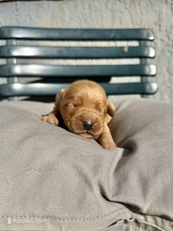 Purple – Golden Retriever puppy for sale in Fairfield, CA