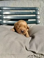 Purple, a female Golden Retriever for sale in Fairfield, CA – 1 of 3