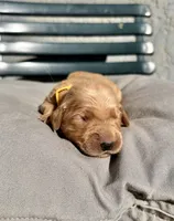 Yellow, a female Golden Retriever for sale in Fairfield, CA – 2 of 3