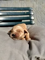 Orange, a female Golden Retriever for sale in Fairfield, CA – 2 of 3