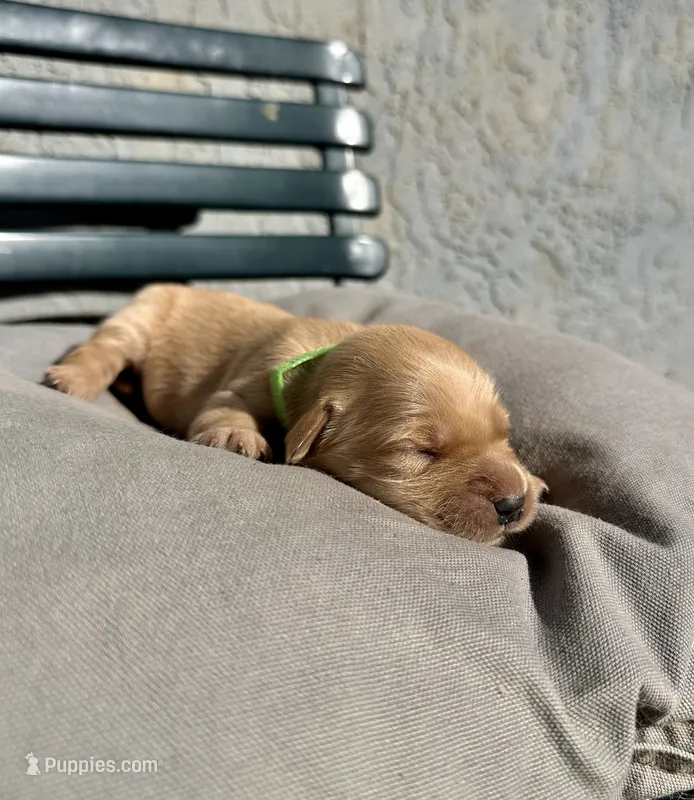 Green  – Golden Retriever puppy for sale in Fairfield, CA
