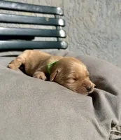 Green , a female Golden Retriever for sale in Fairfield, CA – 1 of 3