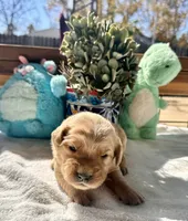 Pink, a female Golden Retriever for sale in Fairfield, CA – 1 of 3