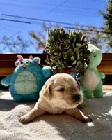 Black , a male Golden Retriever for sale in Fairfield, CA – 3 of 4