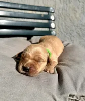 Green , a female Golden Retriever for sale in Fairfield, CA – 2 of 3